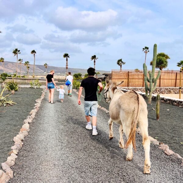 Spaziergang Esel Finca de Arrieta Lanzarote