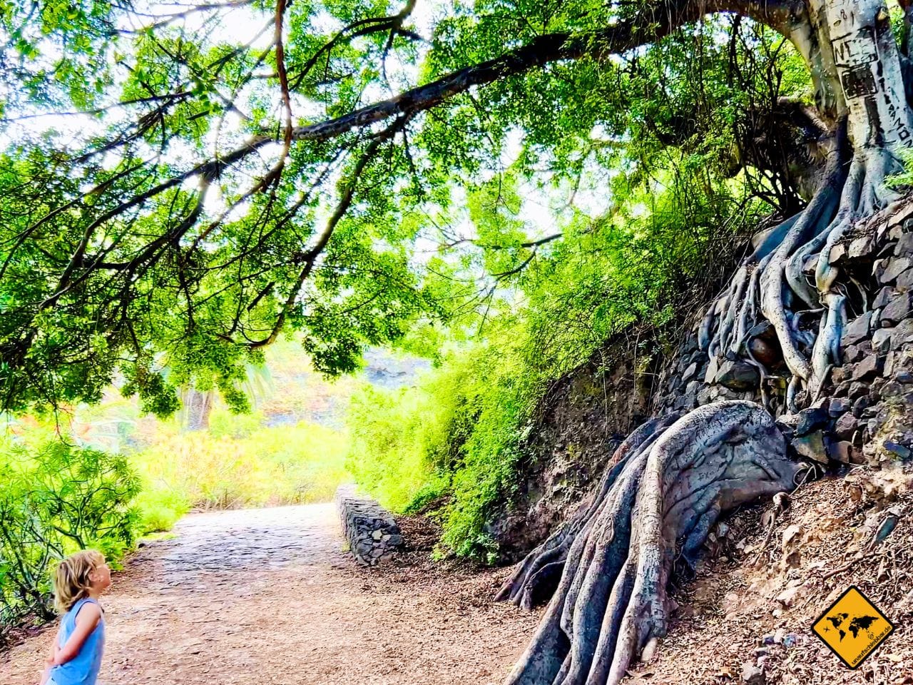 Rambla de Castro Wandern Baum