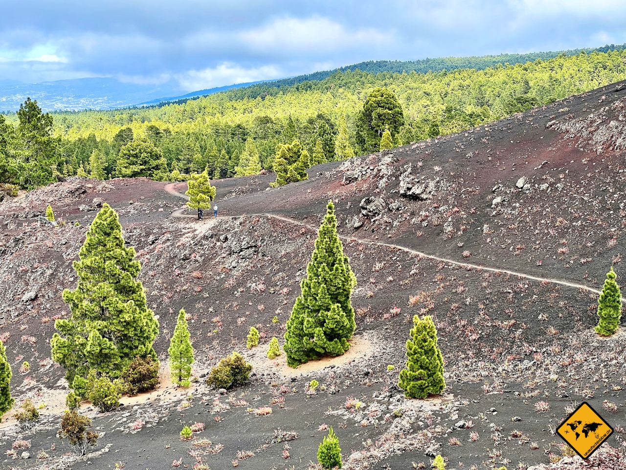 Lavafeld Kiefernwald Arenas Negras Teneriffa