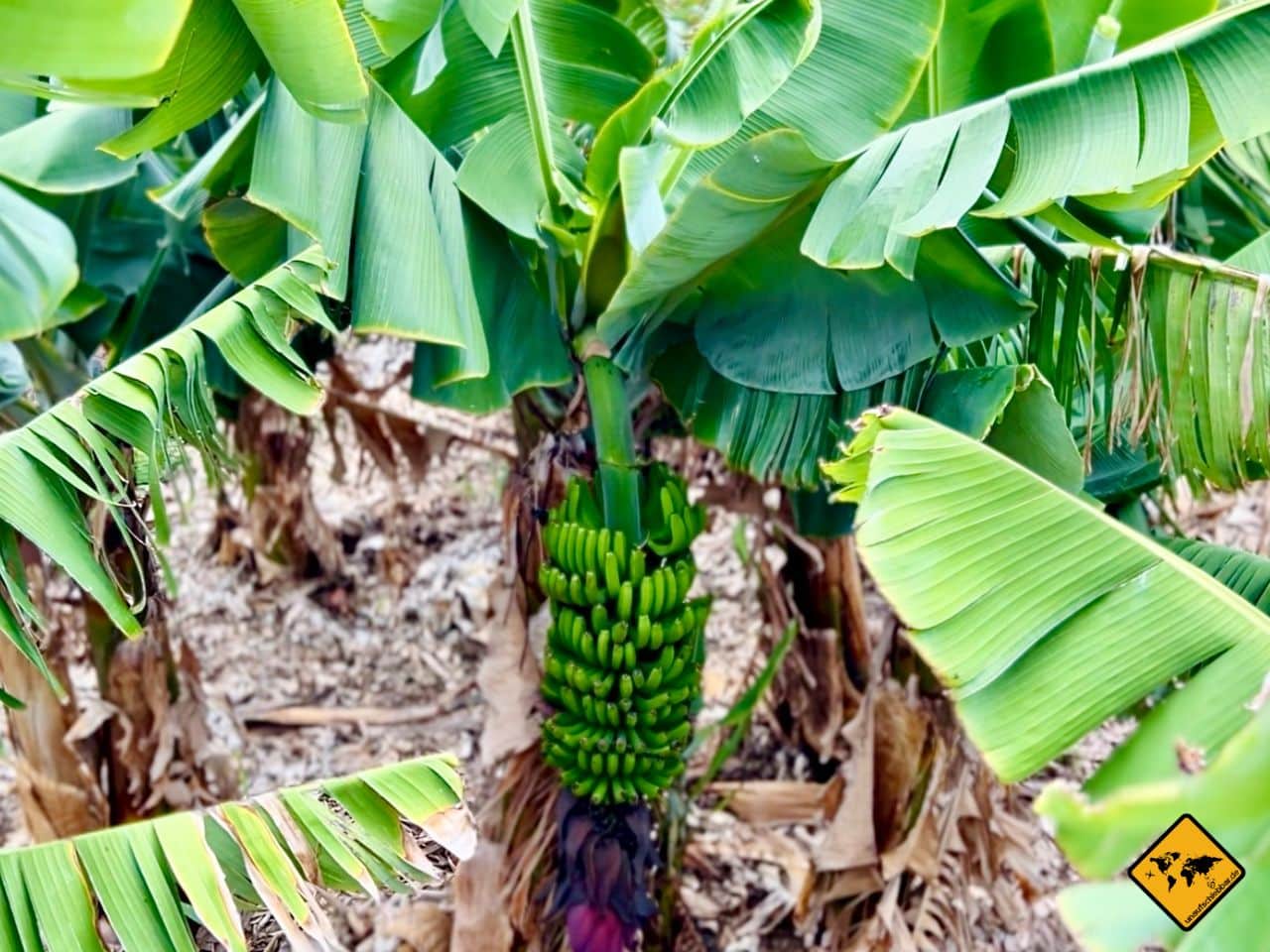 Bananenplantage Teneriffa