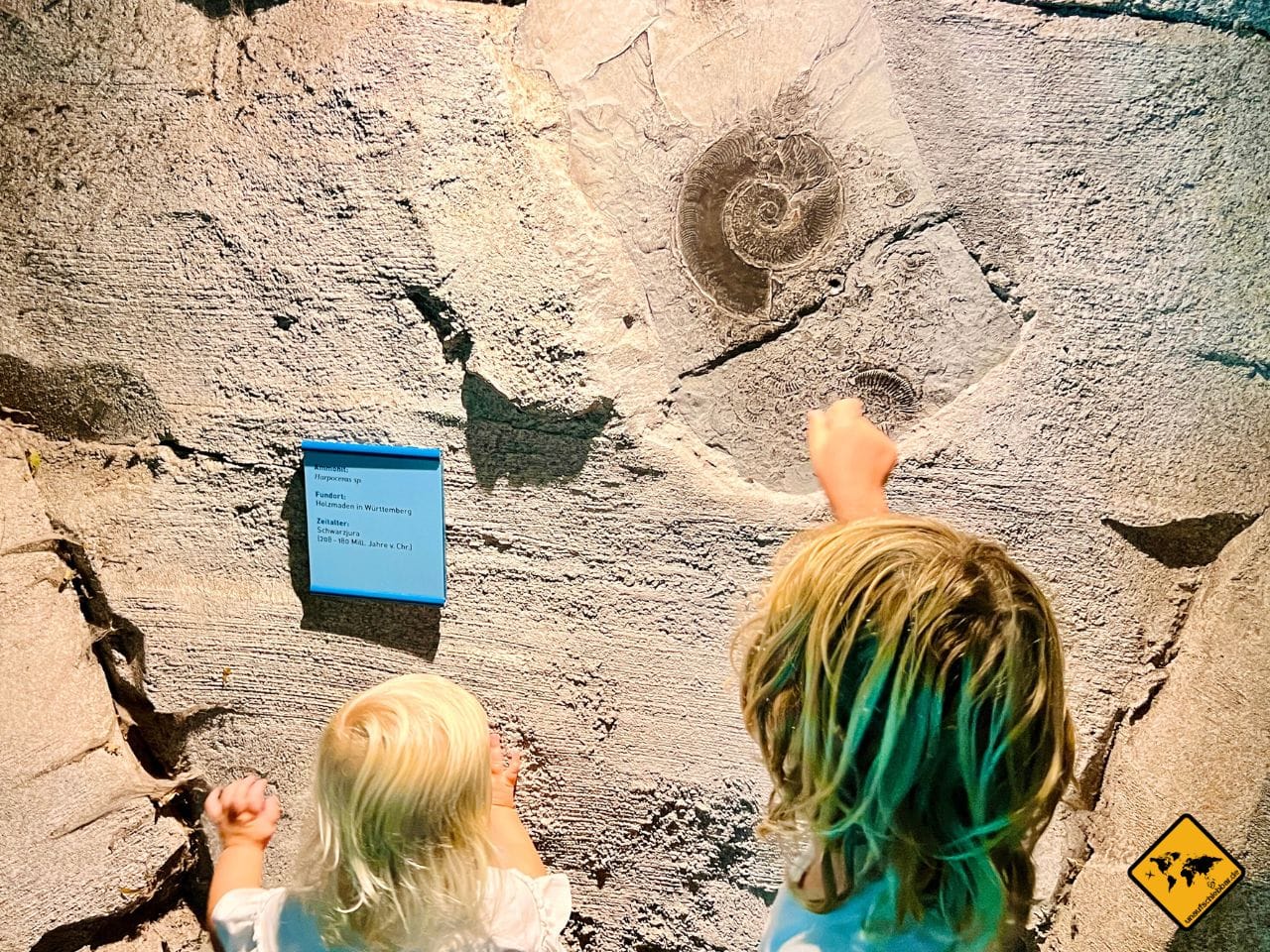 Ammoniten Bremerhaven Zoo am Meer