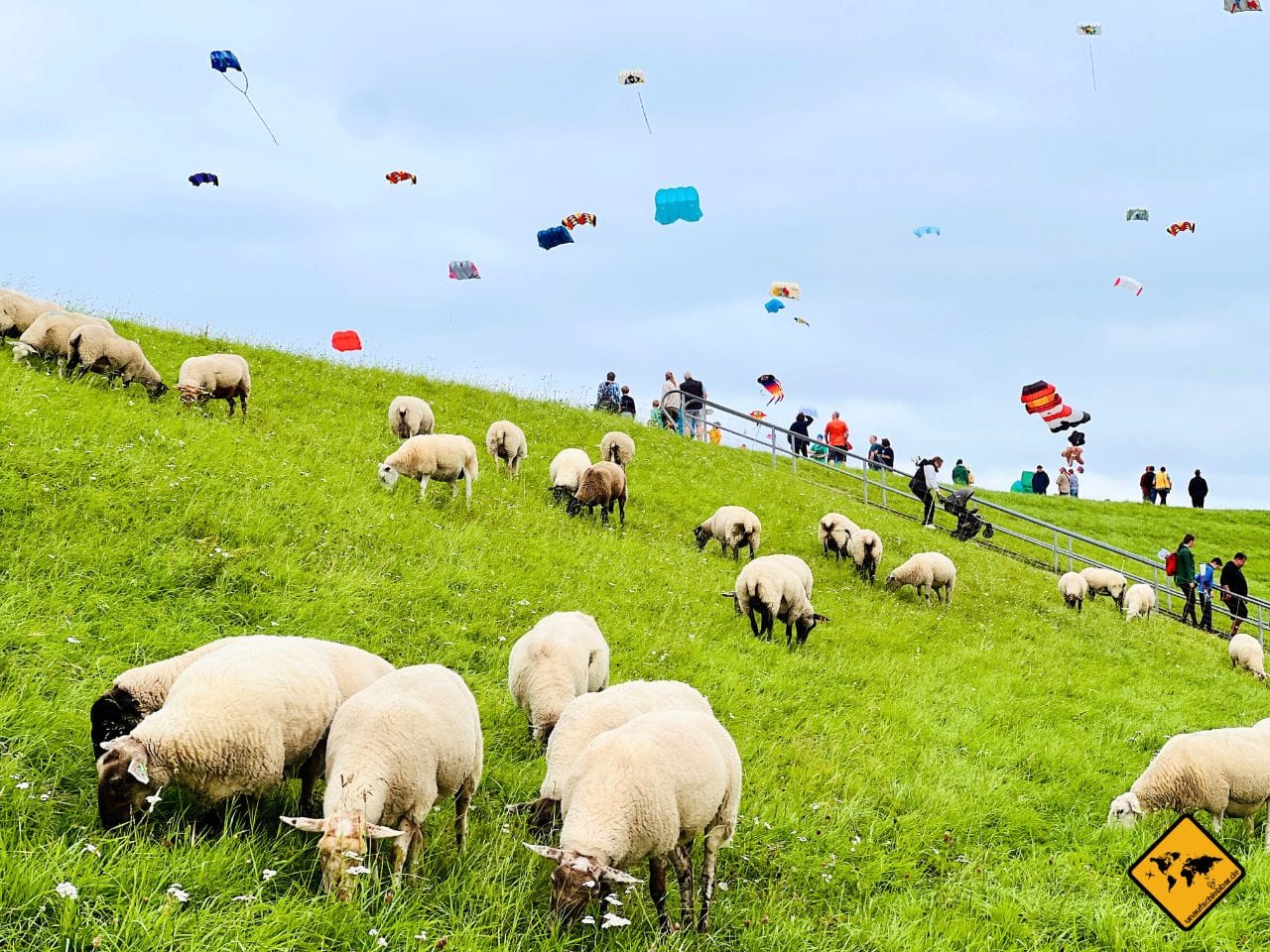 Drachenfest Schafe Schillig Nordsee