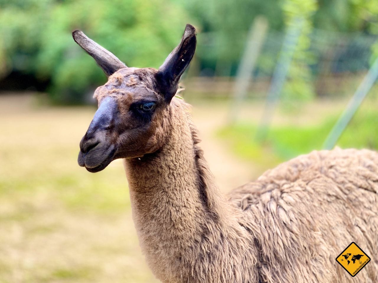 Nordsee Urlaub Lama