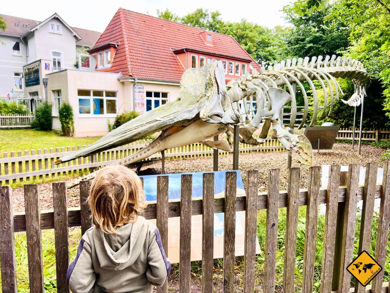 Pottwalskelett Nationalpark-Haus Wangerooge