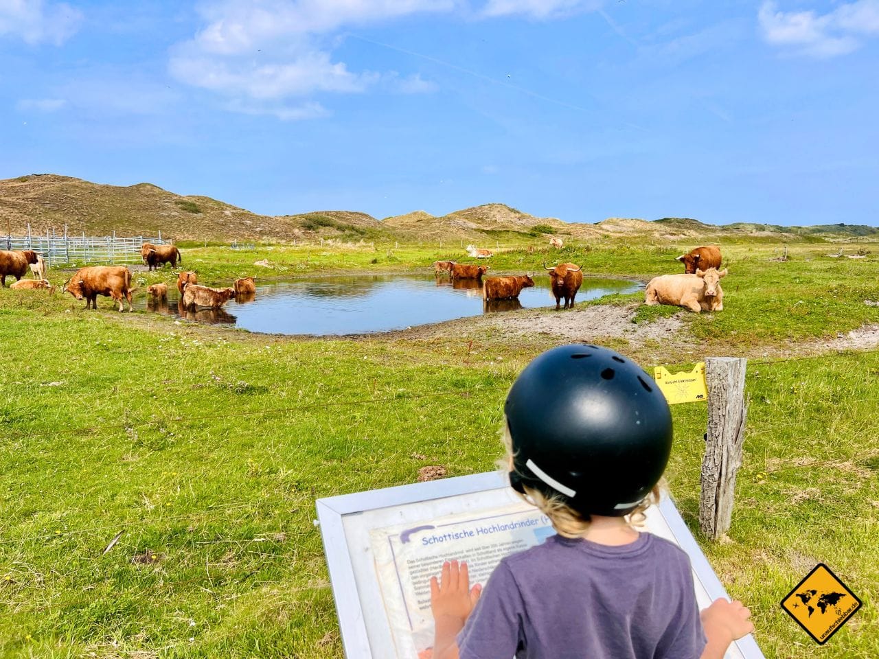Schottische Hochlandrinder Langeoog