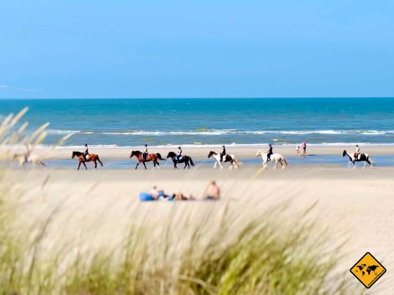 Pferde Strand Langeoog