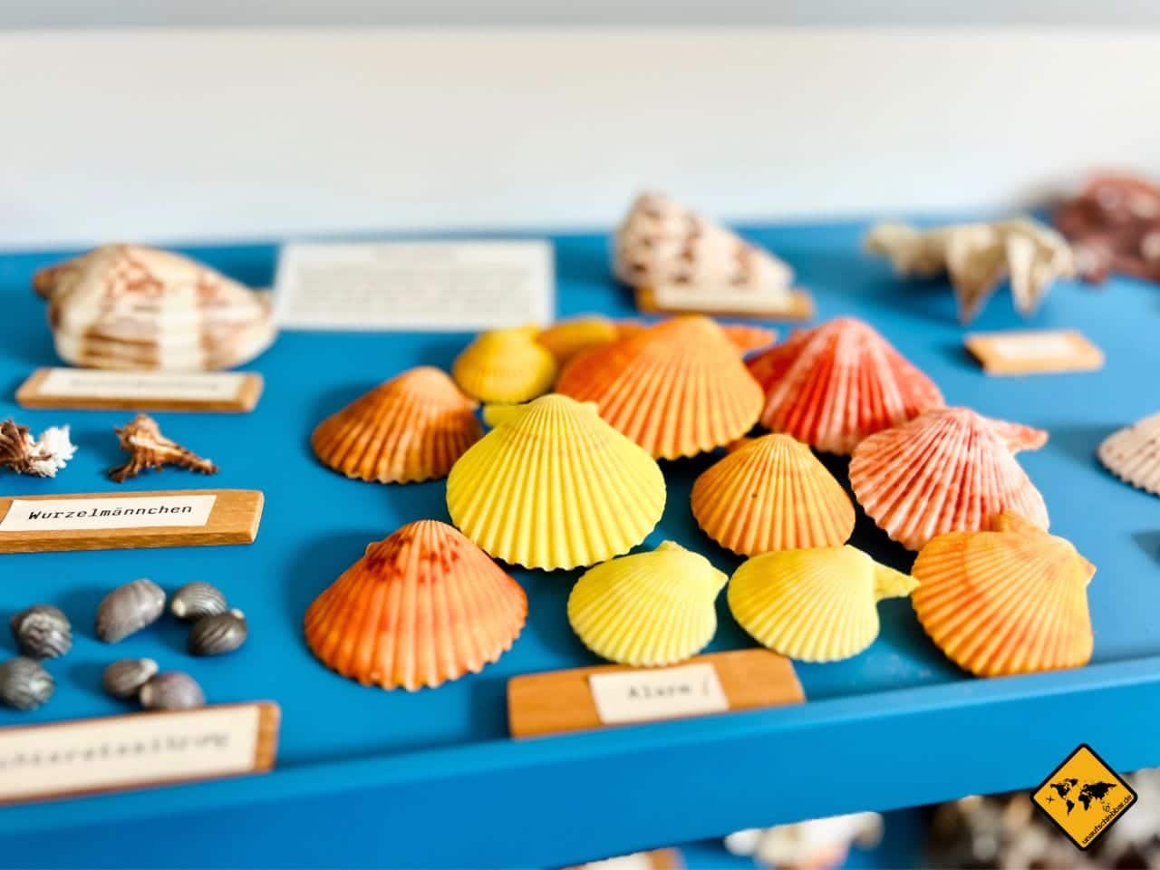 Muscheln Muschelmuseum Spiekeroog