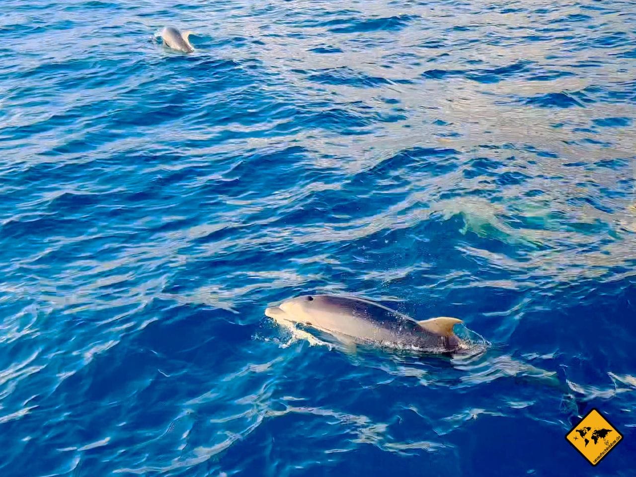 Teneriffa oder Madeira Delfine