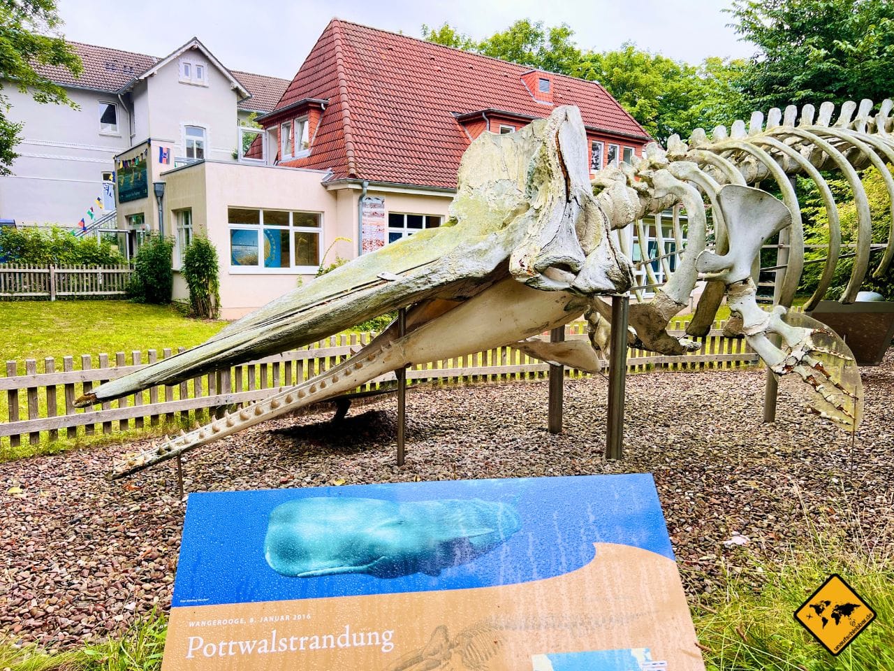 Wangerooge Tagesausflug Pottwalskelett