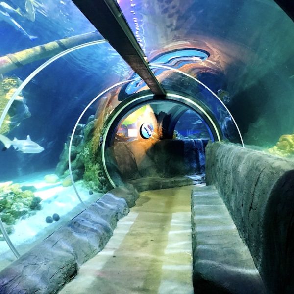 Acrylglas-Tunnel Sea Life Oberhausen