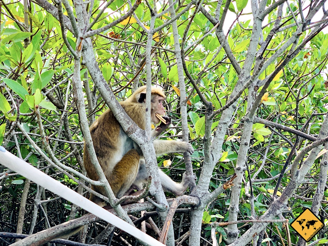 Affe Monkey Forest Mangroven Negombo Lagune