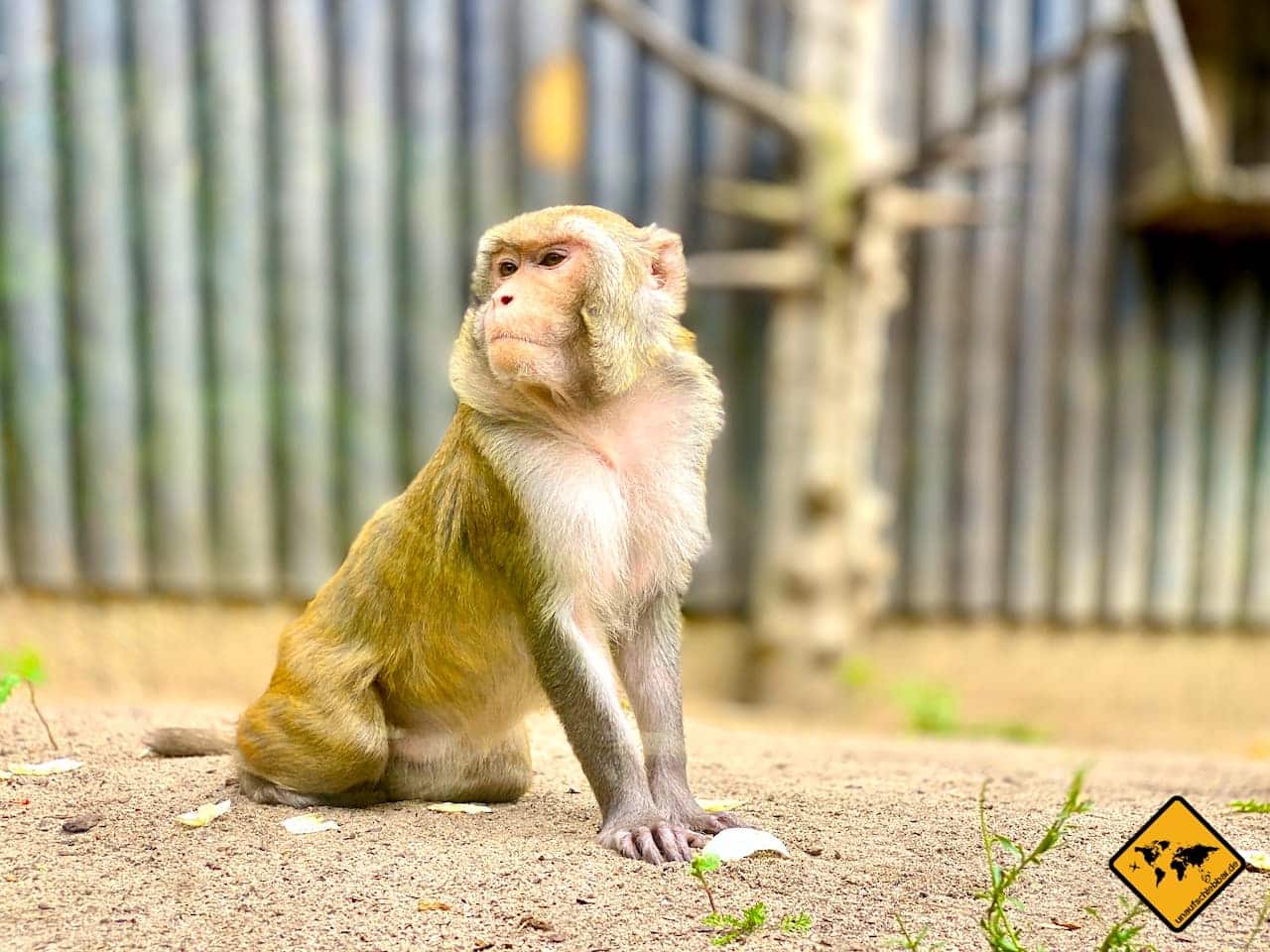 Affe Tierpark Riesa Landkreis Meißen