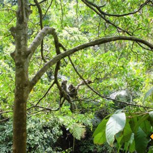 Affen leben in Affenwald von Ubud in natürlicher Umgebung