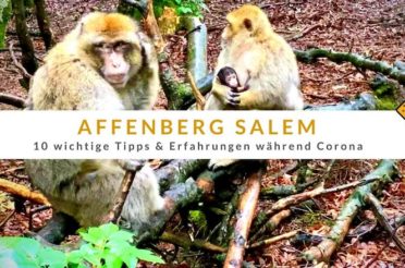 Affenberg Salem – 10 wichtige Tipps & Erfahrungen während Corona