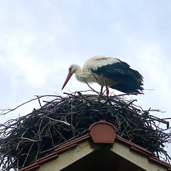 Affenberg Salem Storch
