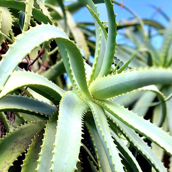 Aloe Vera Botanischer Garten Besucherzentrum Garajonay Nationalpark La Gomera