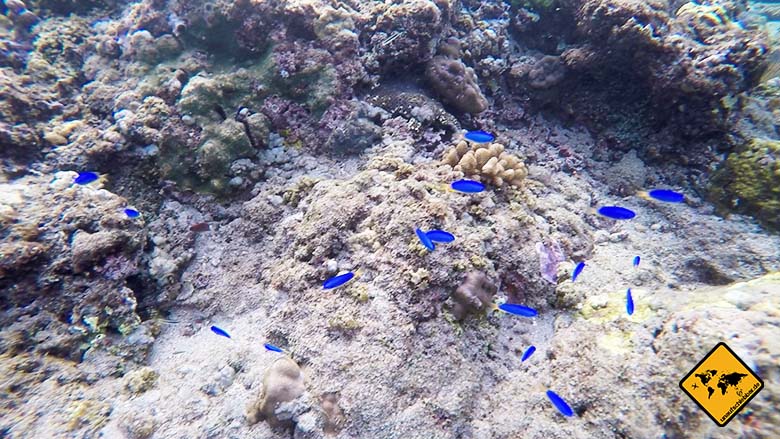 Amed Bali Schnorcheln blaue Fische