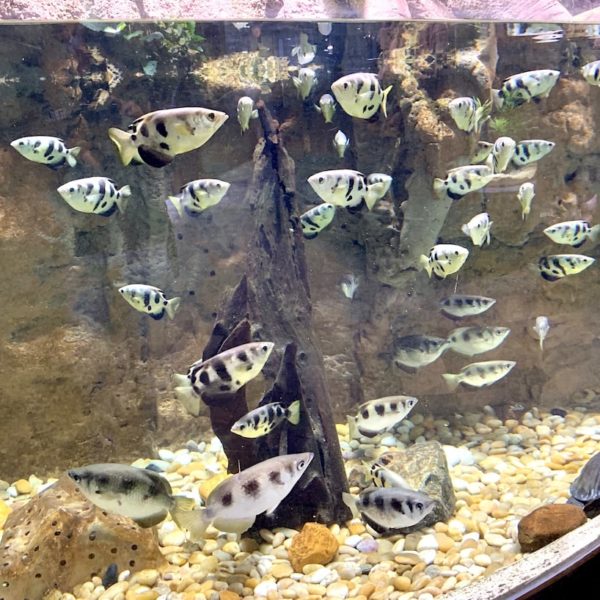 Aquarium Dubai Fische