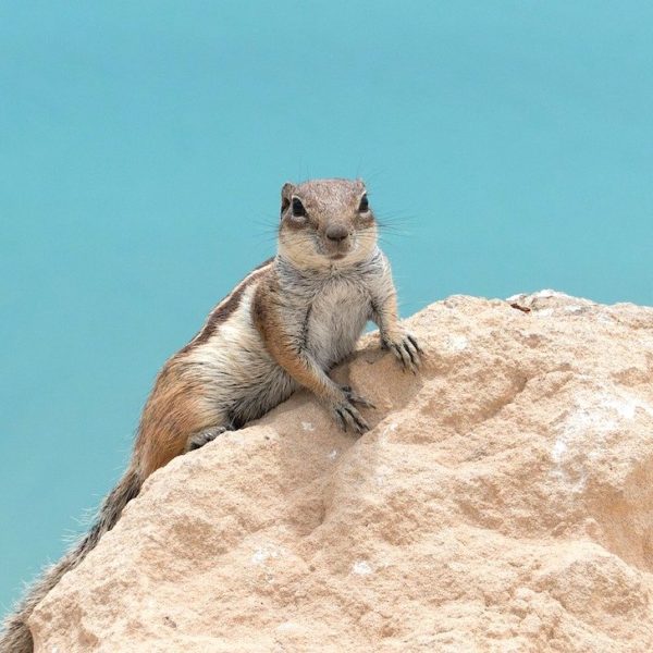 Atlashörnchen Fels Fuerteventura