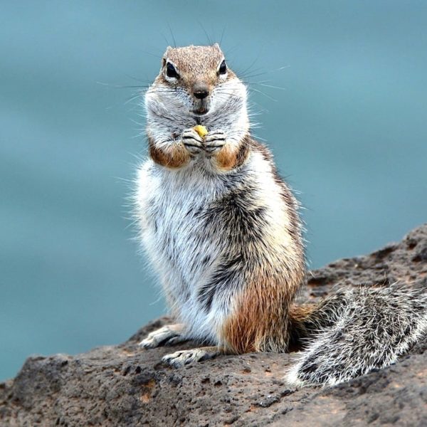Atlashörnchen Fuerteventura Morro Jable