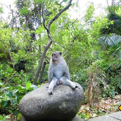 Auch Affen brauchen auf einer Bali Rundreise mal eine Pause