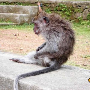 Auch Affen gehen tropischen Bali ab und an mal duschen