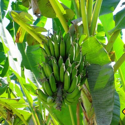 Auf deiner Bali Rundreise begegnest du zahlreichen Bananenstauden