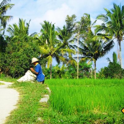 Auf einer Bali Rundreise wirst du einheimische Balinesen bei der Reisernte beobachten koennen