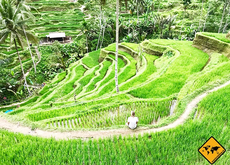 Ausflüge von Ubud Tegalalang Reisterrassen