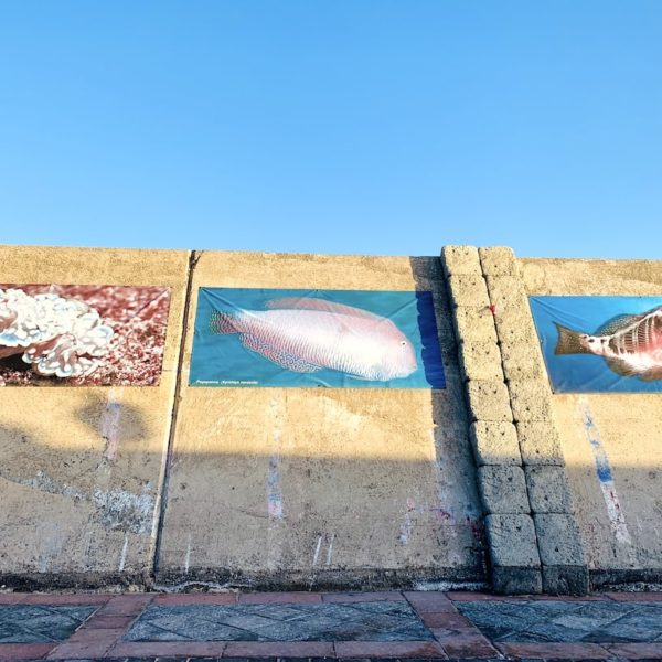 Ausstellung Tiere Ozean Teneriffa