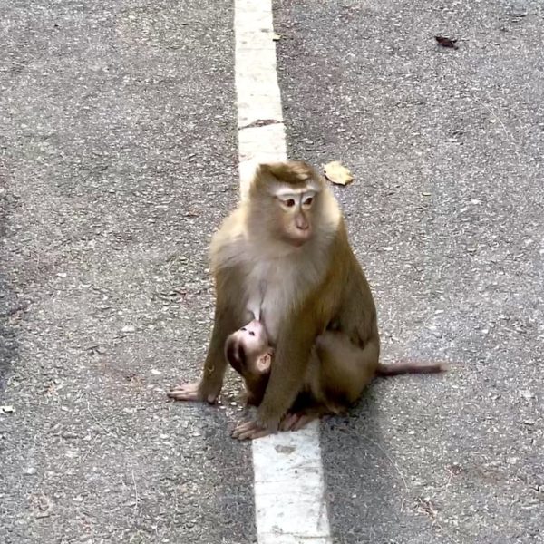 Baby Affe Monkey Hill Phuket Town