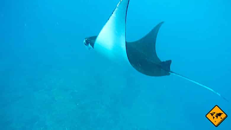 Bali Aktivitäten Manta Point