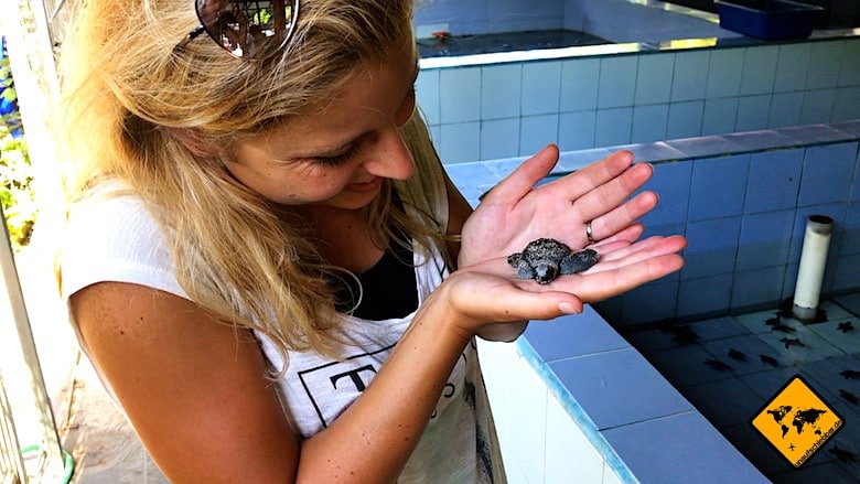 Bali Ausflüge Turtle Conservation and Education Center Serangan