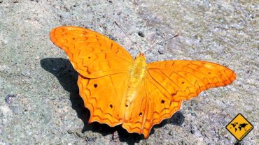 Bali Butterfly Park – Von schönen Schmetterlingen und Riesen-Käfern