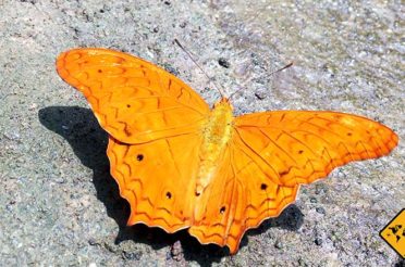 Bali Butterfly Park – Von schönen Schmetterlingen und Riesen-Käfern