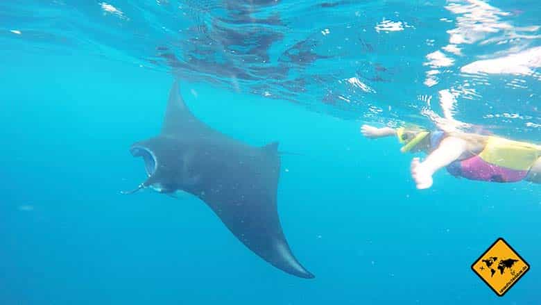 Bali Manta Point schwimmen Riesenmanta