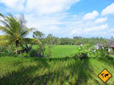 Ubud – Balis spirituelle Perle