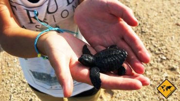 Unser Highlight: Die Bali Schildkröten Schutzstation in Serangan