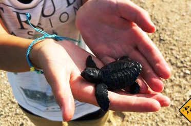 Unser Highlight: Die Bali Schildkröten Schutzstation in Serangan