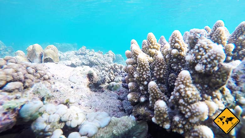 Bali Sehenswürdigkeiten top 10 Amed Korallen
