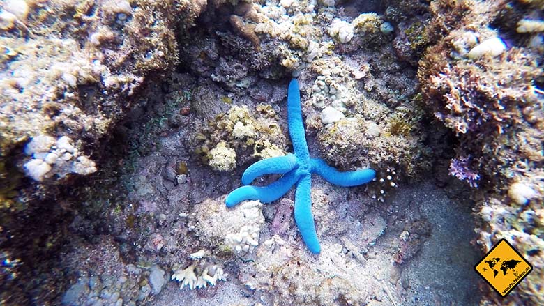 Bali Sehenswürdigkeiten top 10 Amed Schnorcheln Seestern