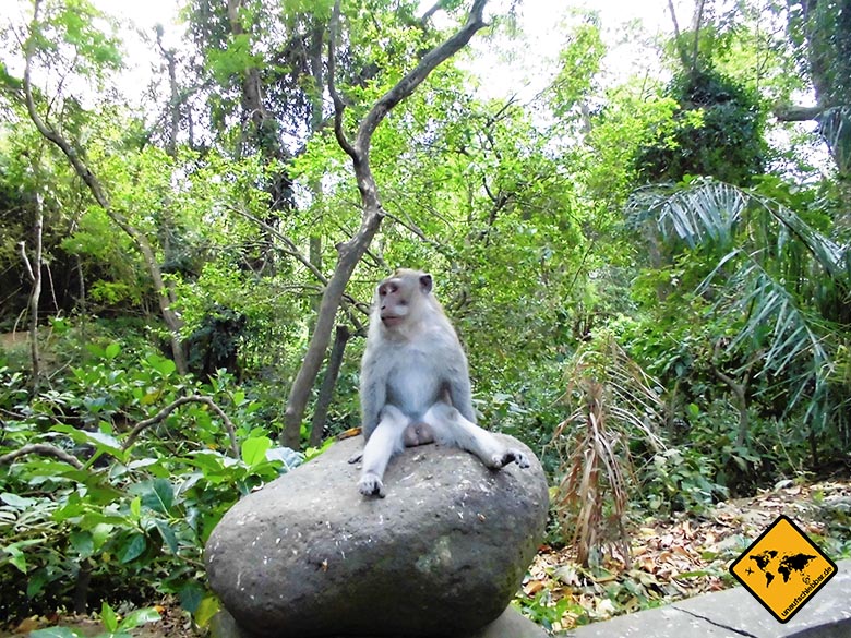 Bali Sehenswürdigkeiten top 10 Monkey Forest Ubud Affe Langeweile