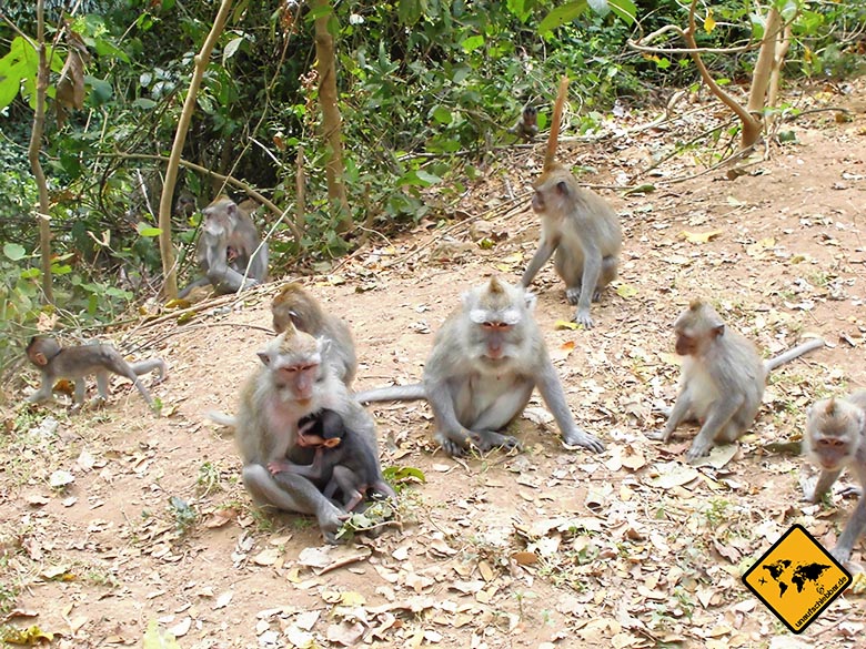 Bali Sehenswürdigkeiten top 10 Monkey Forest Ubud Gruppe Affen