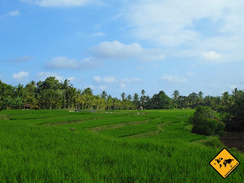 Bali Sehenswürdigkeiten top 10 Ubud Reisfelder 3