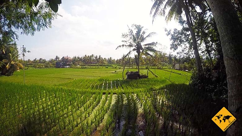 Bali Sehenswürdigkeiten top 10 Ubud Reisfelder