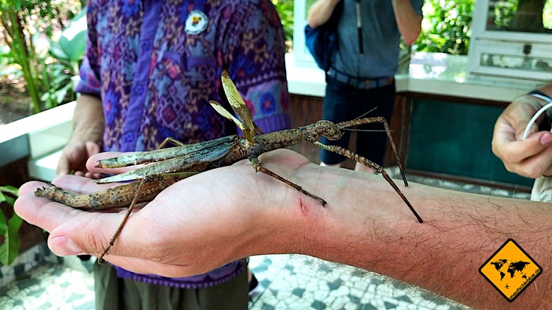 Bali Tagesausflüge Butterfly Park Riesen Heuschrecke