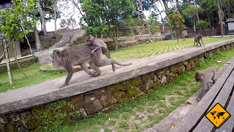 Bali Tagesausflüge Monkey Forest Ubud