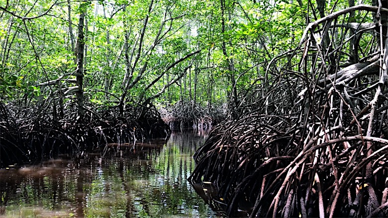 Bali interessante Orte Mangrovenwald