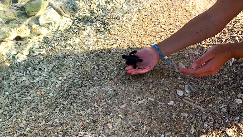 Bali interessante Orte Schildkröten Schutzstation