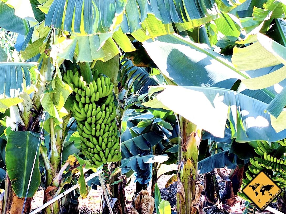 Bananenmuseum La Palma